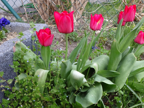 20 04 27 Narzissen und Tulpen